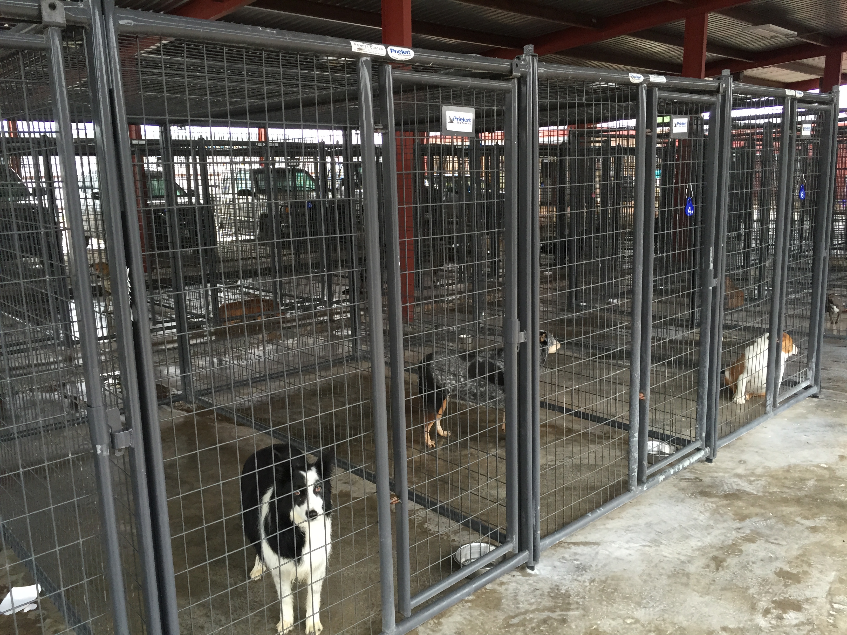 Kennels TallCItyVET 02.JPG